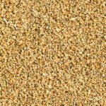 Omam (Bishop Weed) 3