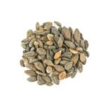 Pinju Kadukkai (Ink Nut) 3